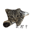 catanddogs（個別スタンプ：11）