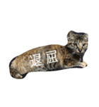 catanddogs（個別スタンプ：12）
