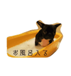 catanddogs（個別スタンプ：14）