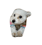 catanddogs（個別スタンプ：15）