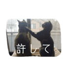 catanddogs（個別スタンプ：16）