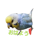 セキセイインコのスタンプ（個別スタンプ：1）