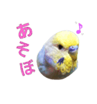 セキセイインコのスタンプ（個別スタンプ：3）