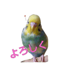 セキセイインコのスタンプ（個別スタンプ：4）