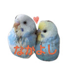 セキセイインコのスタンプ（個別スタンプ：5）