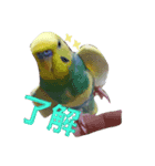 セキセイインコのスタンプ（個別スタンプ：7）
