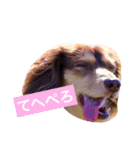 cbs！（個別スタンプ：1）