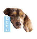 cbs！（個別スタンプ：4）