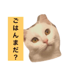 cbs！（個別スタンプ：8）