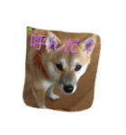 わさちゃん（個別スタンプ：3）