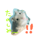 ハムぼんの使えるスタンプ（個別スタンプ：10）