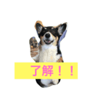 愛犬さくらの日常（個別スタンプ：2）