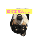 愛犬さくらの日常（個別スタンプ：3）