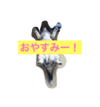 愛犬さくらの日常（個別スタンプ：4）