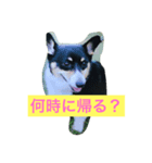 愛犬さくらの日常（個別スタンプ：6）