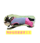 愛犬さくらの日常（個別スタンプ：8）
