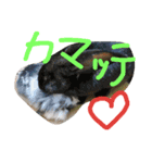 zoohart（個別スタンプ：6）
