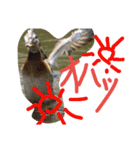 zoohart（個別スタンプ：7）