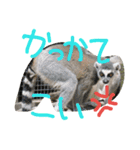 zoohart（個別スタンプ：8）