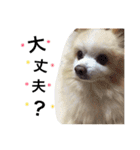 ポメラニアン チョコくん（個別スタンプ：9）