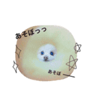 ポメラニアン チョコくん（個別スタンプ：13）