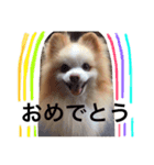 ポメラニアン チョコくん（個別スタンプ：23）