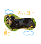 marosi（個別スタンプ：6）