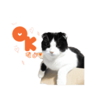 スコティッシュのみんと（個別スタンプ：1）