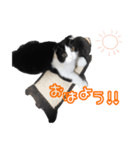 スコティッシュのみんと（個別スタンプ：2）