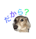 騒がしべびちゃんず（個別スタンプ：12）