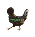 サチキン（個別スタンプ：4）