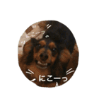 Tom is cute（個別スタンプ：1）