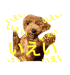 ヨーキーそらくん＆プードルたまちゃん（個別スタンプ：3）