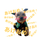 ヨーキーそらくん＆プードルたまちゃん（個別スタンプ：8）