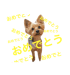 ヨーキーそらくん＆プードルたまちゃん（個別スタンプ：11）