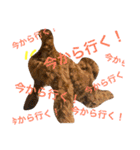 ヨーキーそらくん＆プードルたまちゃん（個別スタンプ：18）