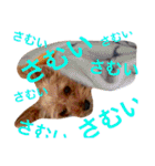 ヨーキーそらくん＆プードルたまちゃん（個別スタンプ：21）