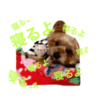 ヨーキーそらくん＆プードルたまちゃん（個別スタンプ：24）