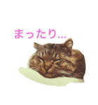 モフとるる（個別スタンプ：1）
