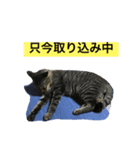 モフとるる（個別スタンプ：5）