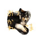 日常会話 vol.2（個別スタンプ：8）