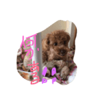Cute lovely pretty（個別スタンプ：1）