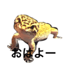 ヒョウモントカゲモドキ（個別スタンプ：1）