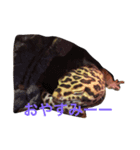 ヒョウモントカゲモドキ（個別スタンプ：2）