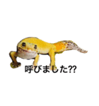 ヒョウモントカゲモドキ（個別スタンプ：4）