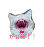ななるるららくまっ！（個別スタンプ：1）