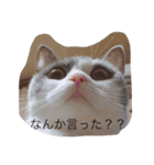 ななるるららくまっ！（個別スタンプ：3）