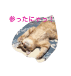 ななるるららくまっ！（個別スタンプ：9）
