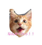 ななるるららくまっ！（個別スタンプ：11）
