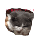 ななるるららくまっ！（個別スタンプ：15）
